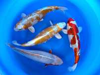 Carpa Koi - KIRIN / KUJAKU / ASAGUI 50/55cmCM Fêmeas