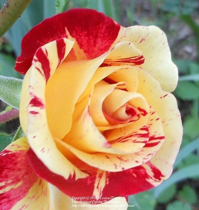 Roseira Variegata Tigrada Tricolor - FLORES Para colecionador