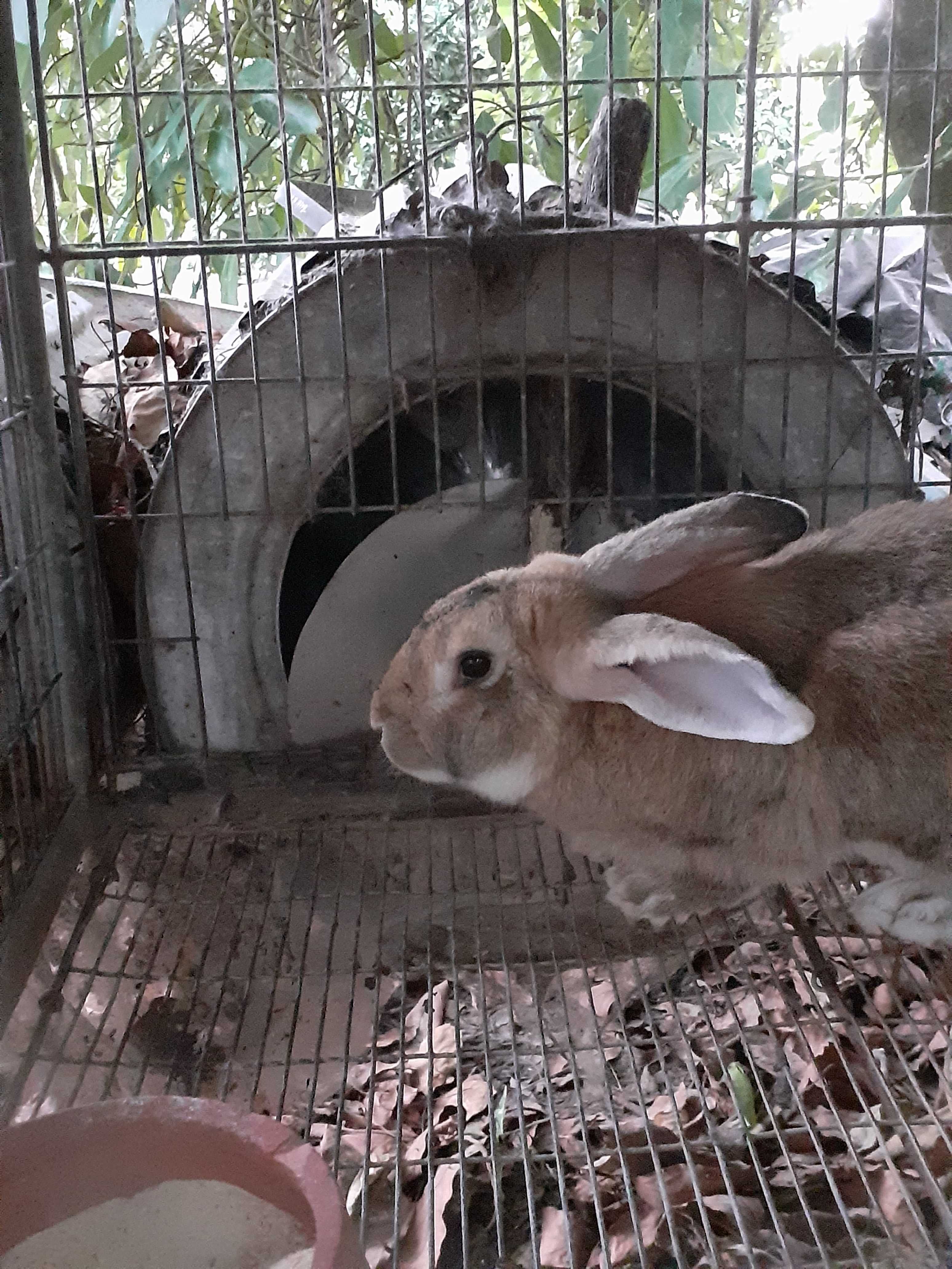 Coelhos adultos para venda.