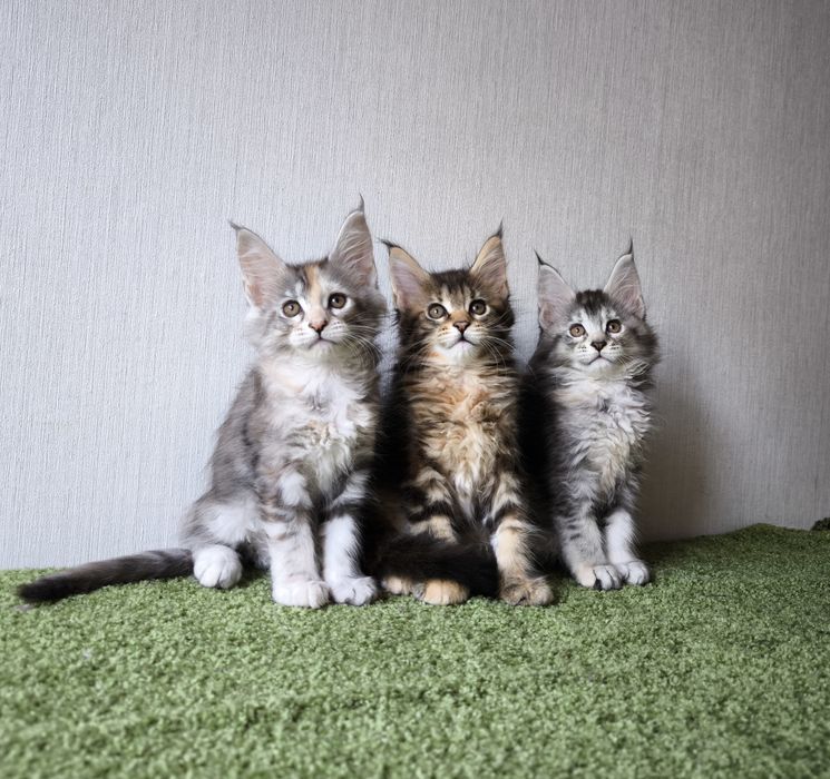 Мейн кун кошенята.