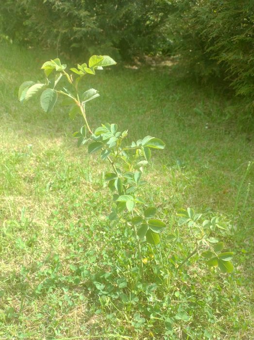 Piękna Sadzonka róży