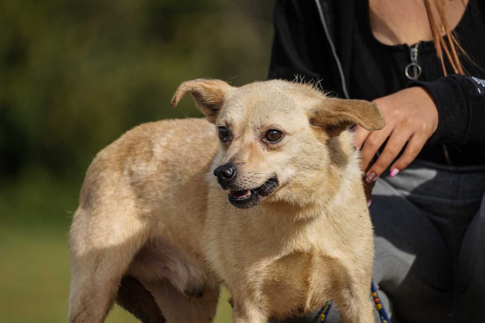 Sewen - niewielki, łagodny śliczny pies szuka domu