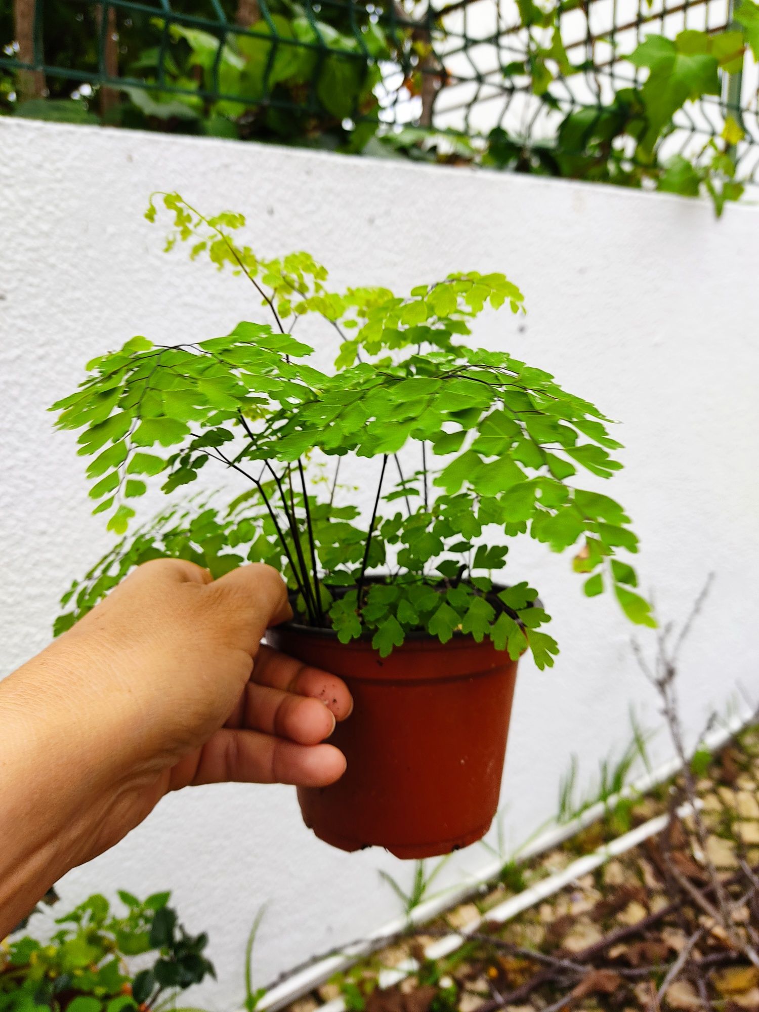 Vendo avencas em vaso