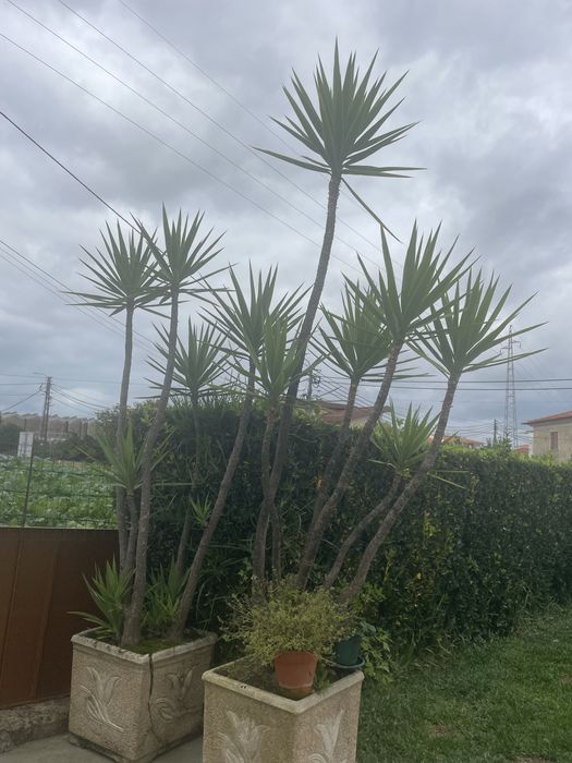 Planta Yuca para venda