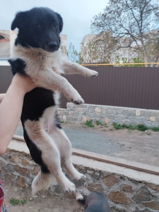 Віддам в добрі руки собачок