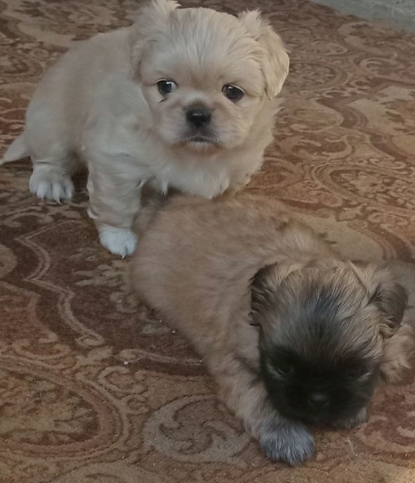 Продам собачки  королівського пекінес