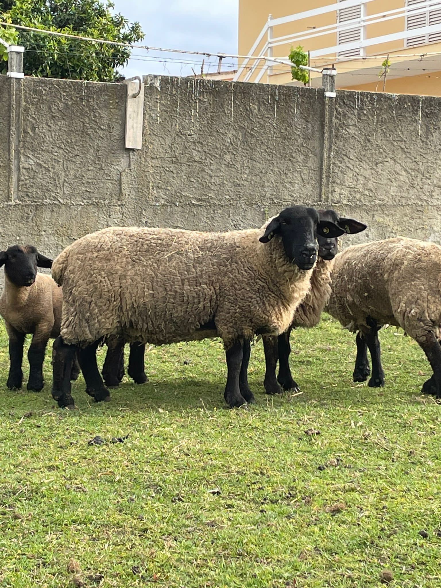 Vendo Ovelhas, Carneiro e Borrego Suffolk