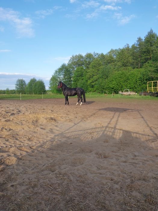 Kary wałach śląski 3 lata