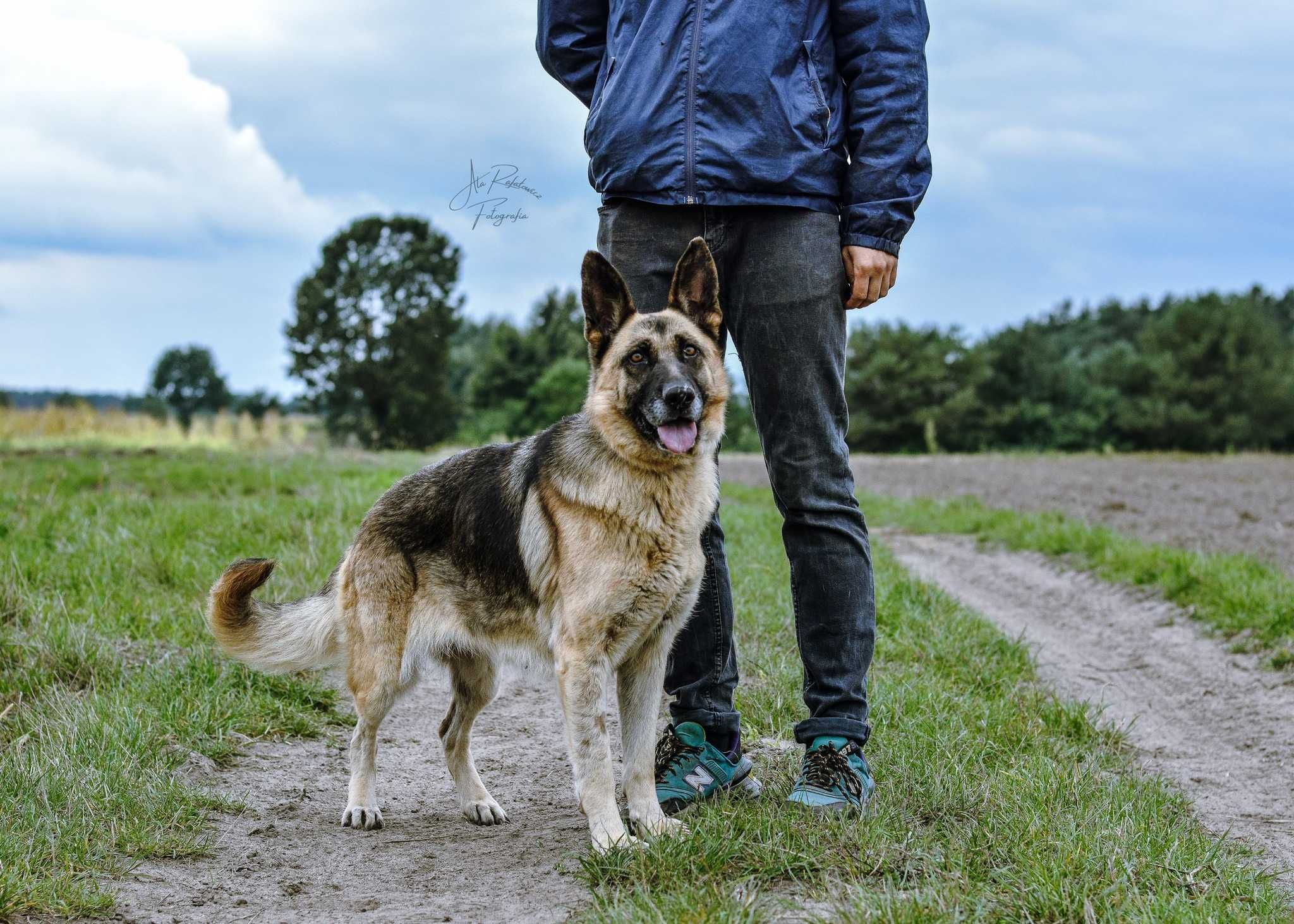 Adoptuj wspaniałą sunię w typie owczarka niemieckiego!