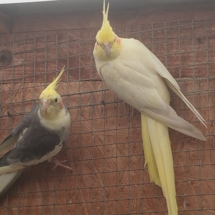 Papugi nimfy sprzedam