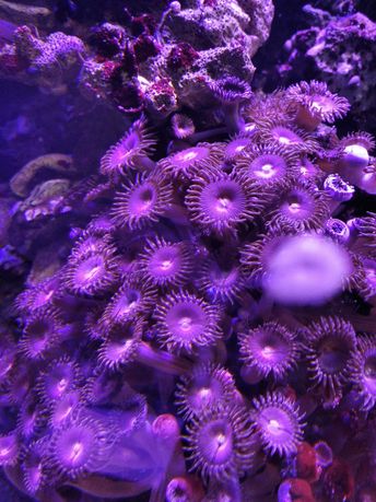 Zoa Purple Bee koralowiec miękki