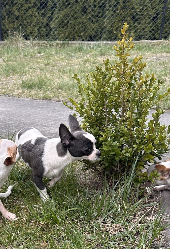 Piesek Chihuahua gotowy do odbioru