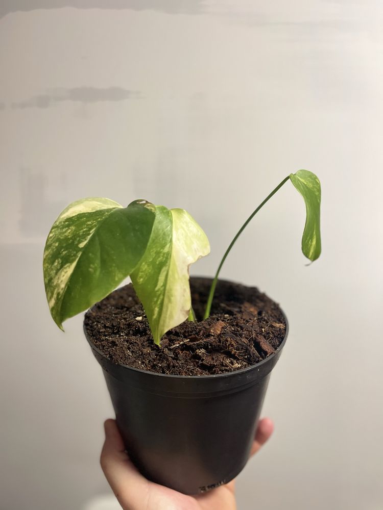 Planta Monstera aurea