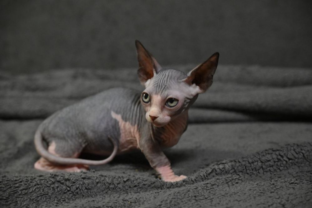 Бамбино.Канадский сфинкс.