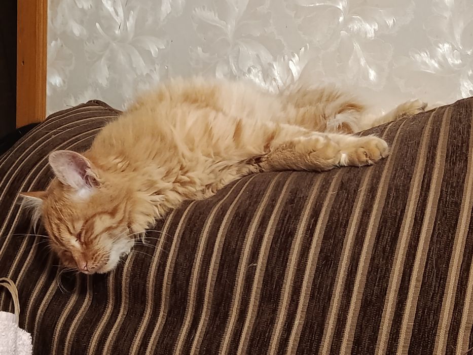 Кіт в добрі руки