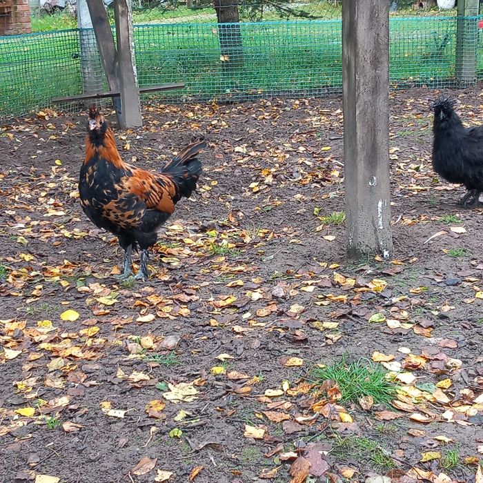 Kogut rasy pawłowskiej