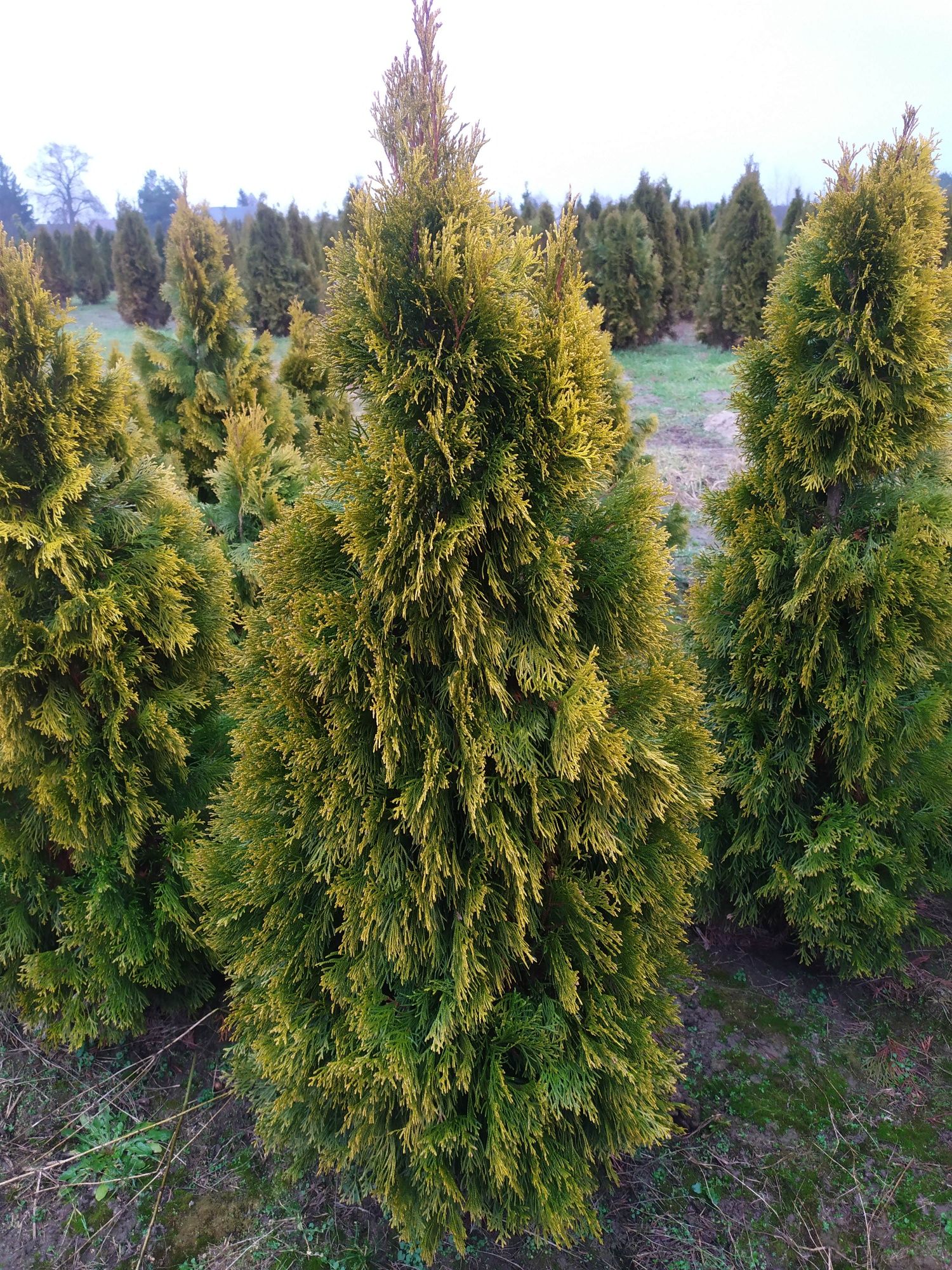 Thuja Tuja Golden Smaragd 100+ Szmaragd żółta