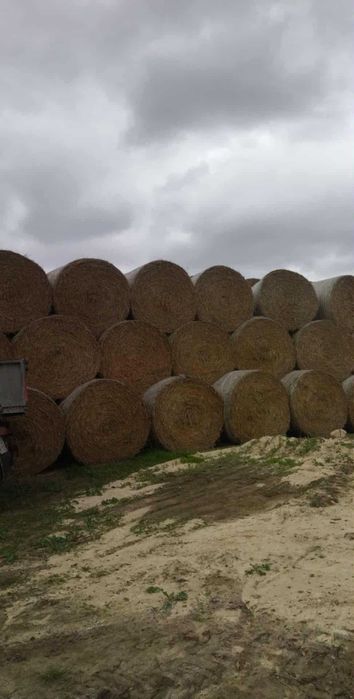 Słoma pszenna bele 160cm pryzma