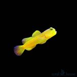 Ryba Cryptocentrus Cinctus