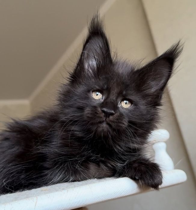 Котята мейн-кун с документами на продажу