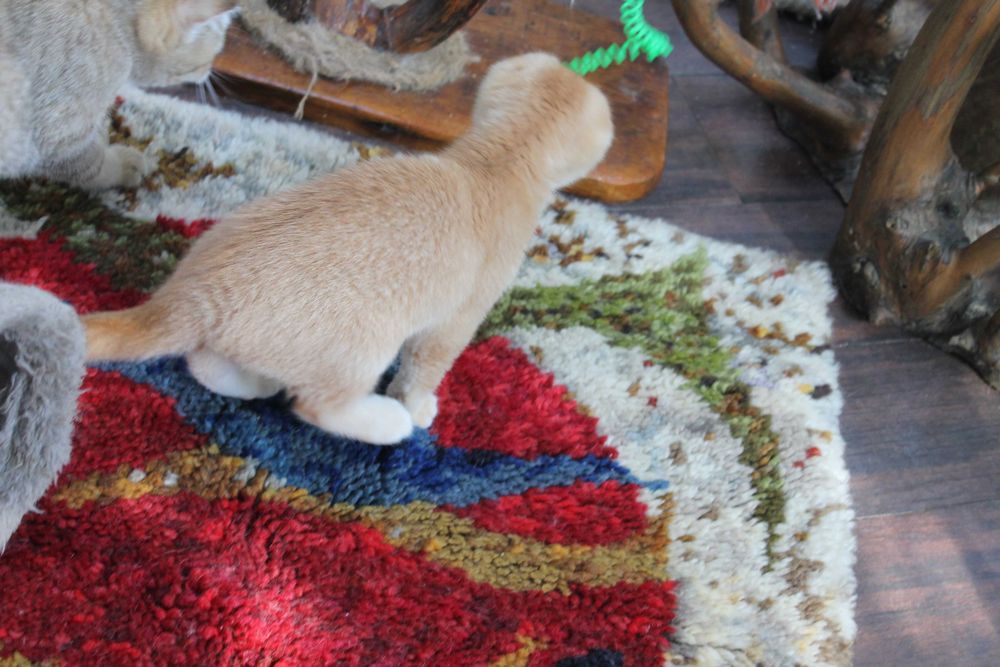 Яскравий та рідкісний шотландець золото1 шиншилли