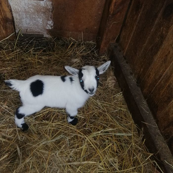 Kózki miniaturki dla dzieci do ogrodów., do skubania trawy.