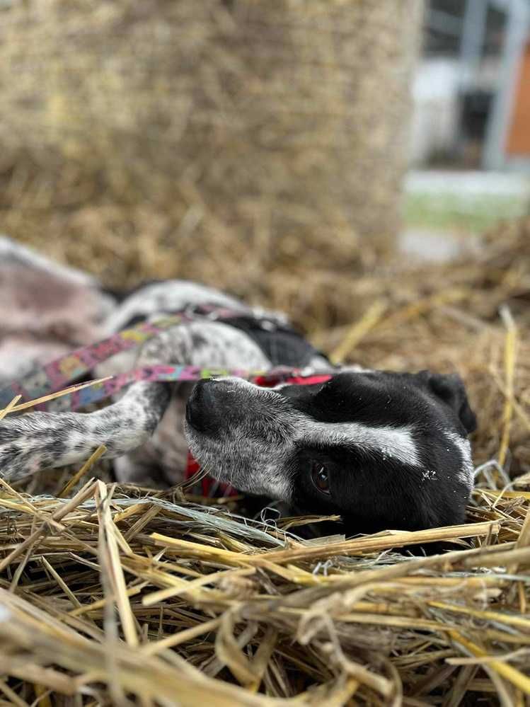 Cierpi w schronisku,aktywny,łagodny piesek SPEEDE.Adopcja