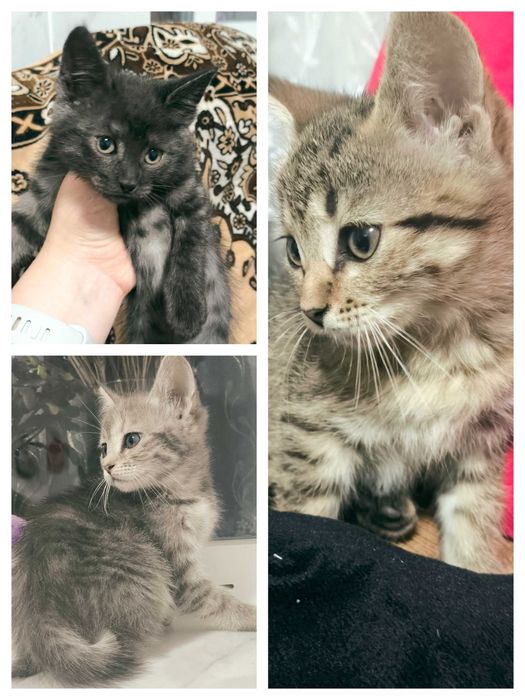 Дарую милих кошенят