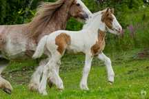 Urodziwa duża klaczka Gypsy Cob / Vanner (nie tinker)