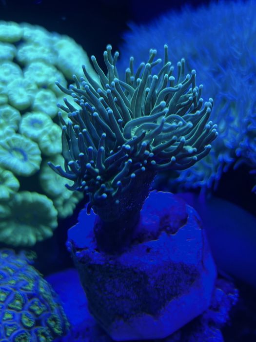 Euphyllia Toxic green