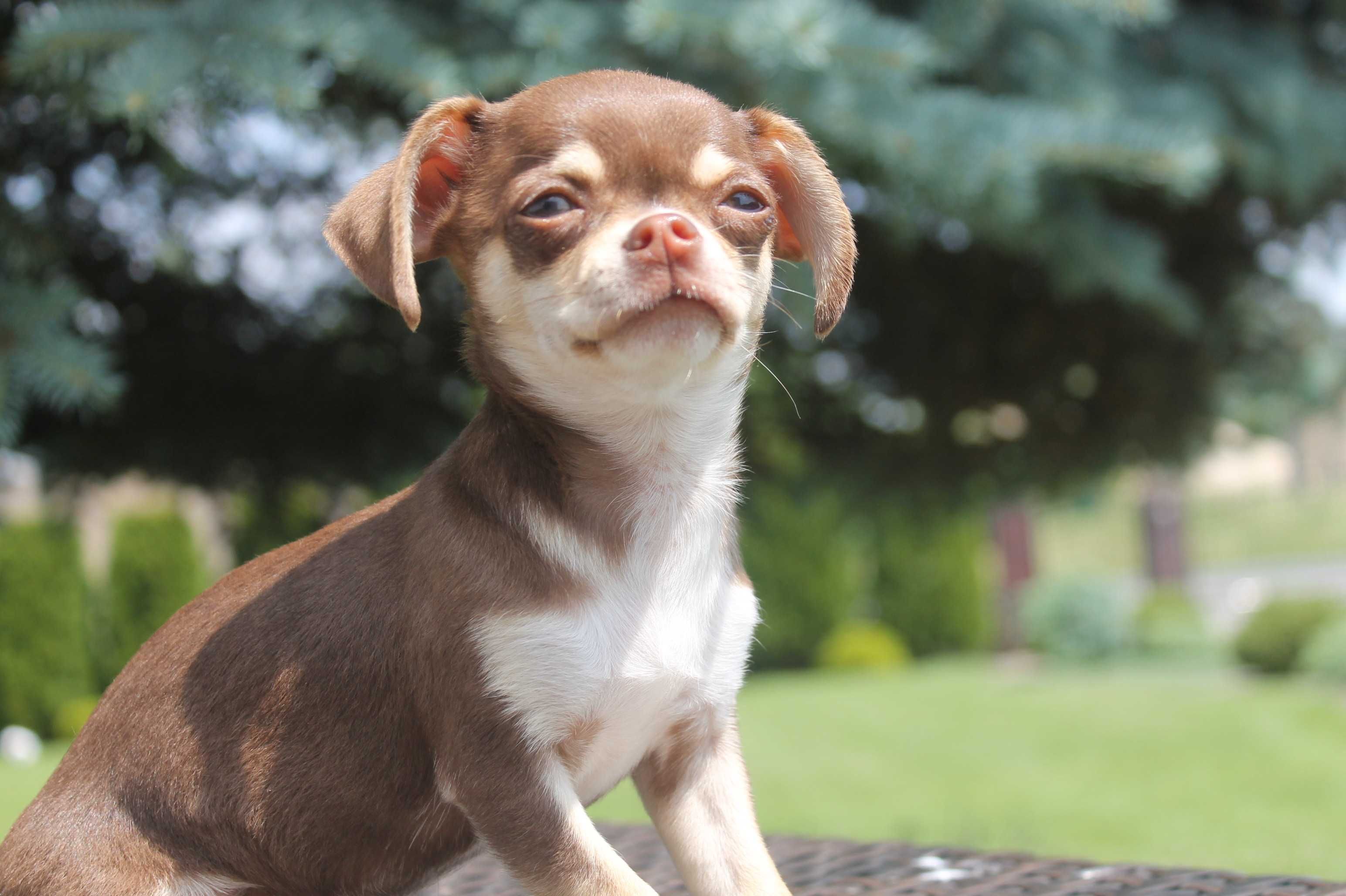 Chihuahua śliczna mini suczka - już do odbioru