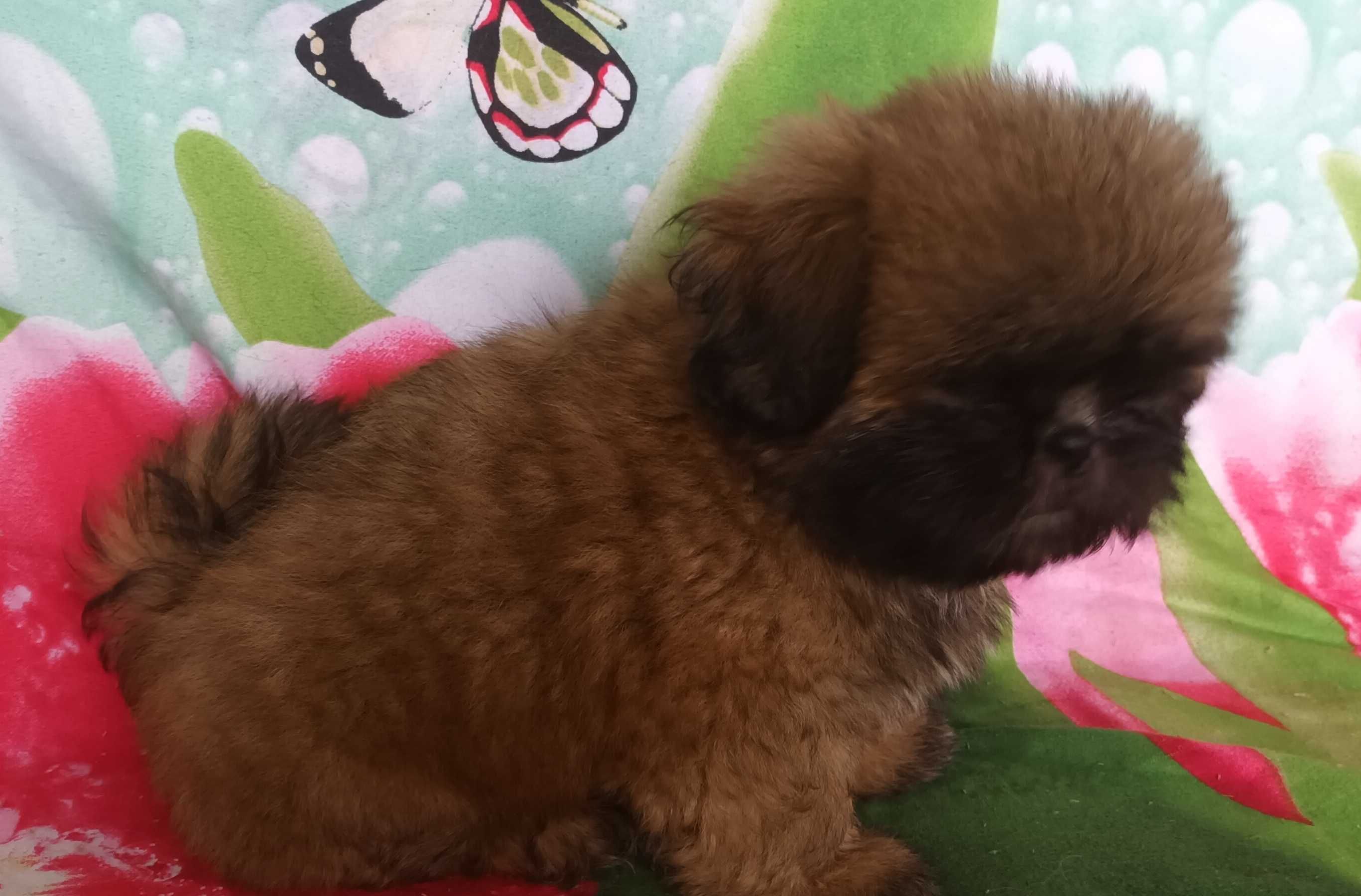 Shih Tzu z rodowodem SWKIPR WKU Polskie Porozumienie Kynologiczne