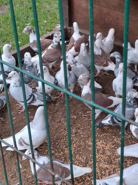 Golebie staropolskie