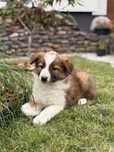 Border Collie gotowa do odbioru suczka sobolowa