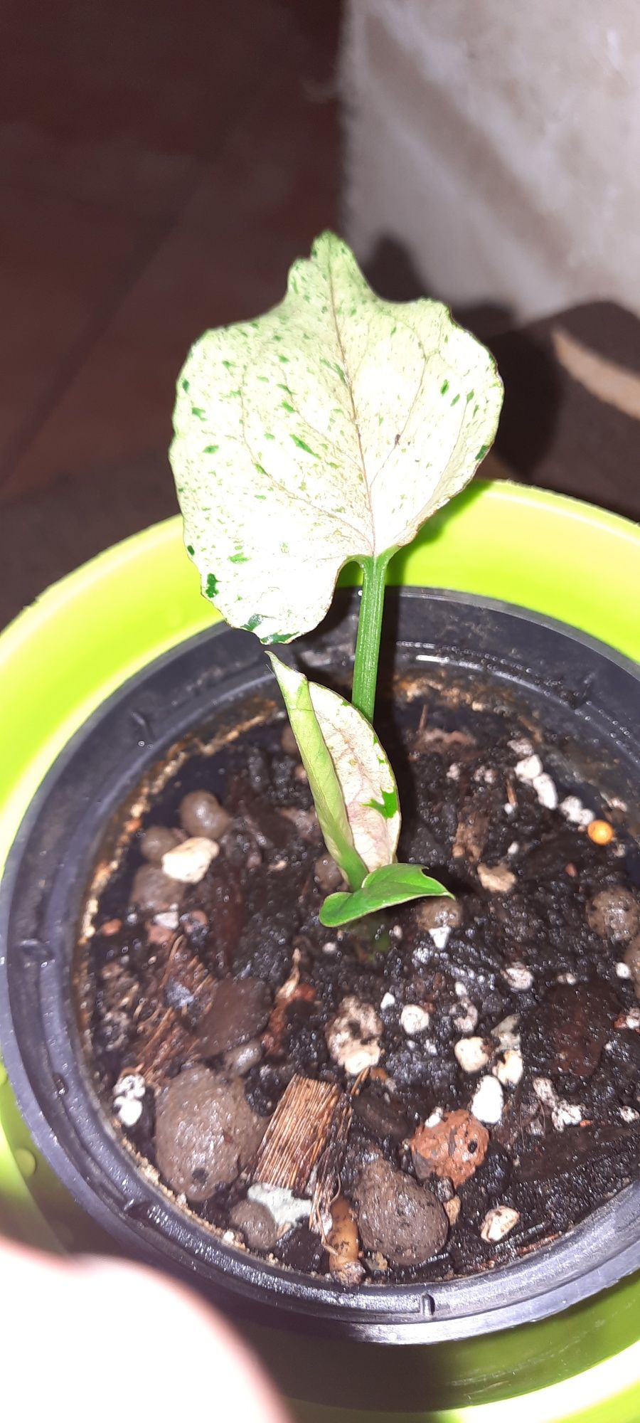 Syngonium cięte sadzonki