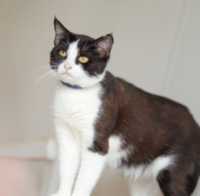 Красивая черно-белая кошка Касатка, 1,5 года, милая кошечка, котенок