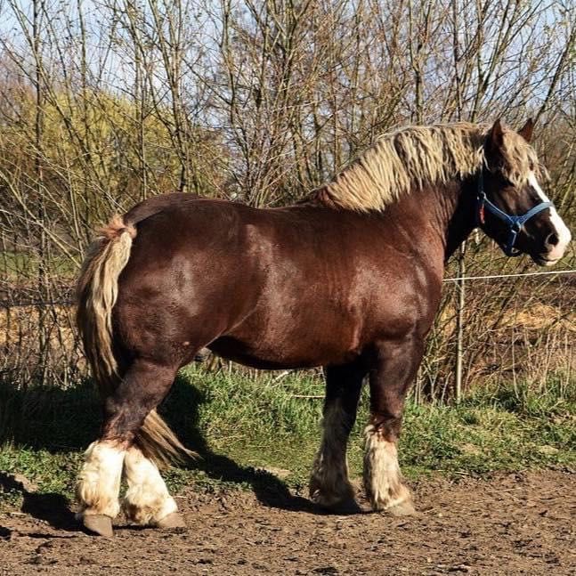 Arden polski - ogier Bär 18 G Ol, zimnokrwiste, pkz