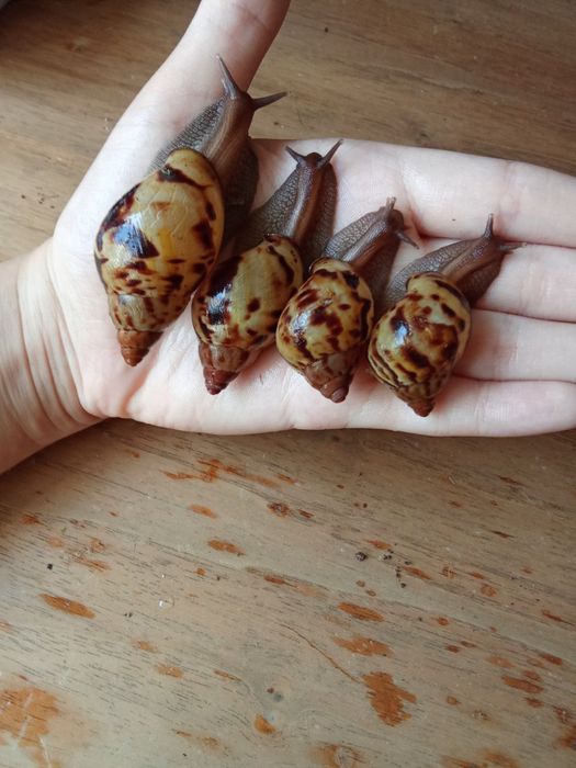 Ахатина зензибарики