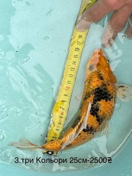 Короп коі кои карп Бойовий харківський штучний риба 20-50см