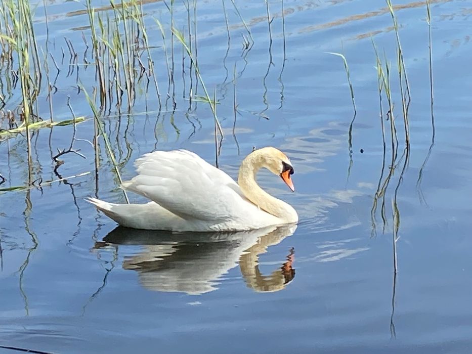 Na sprzedaż działka nad jeziorem – 1000m2 Ogrodzona, linia brzegowa