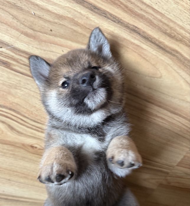 Shiba inu mała puchata kuleczka