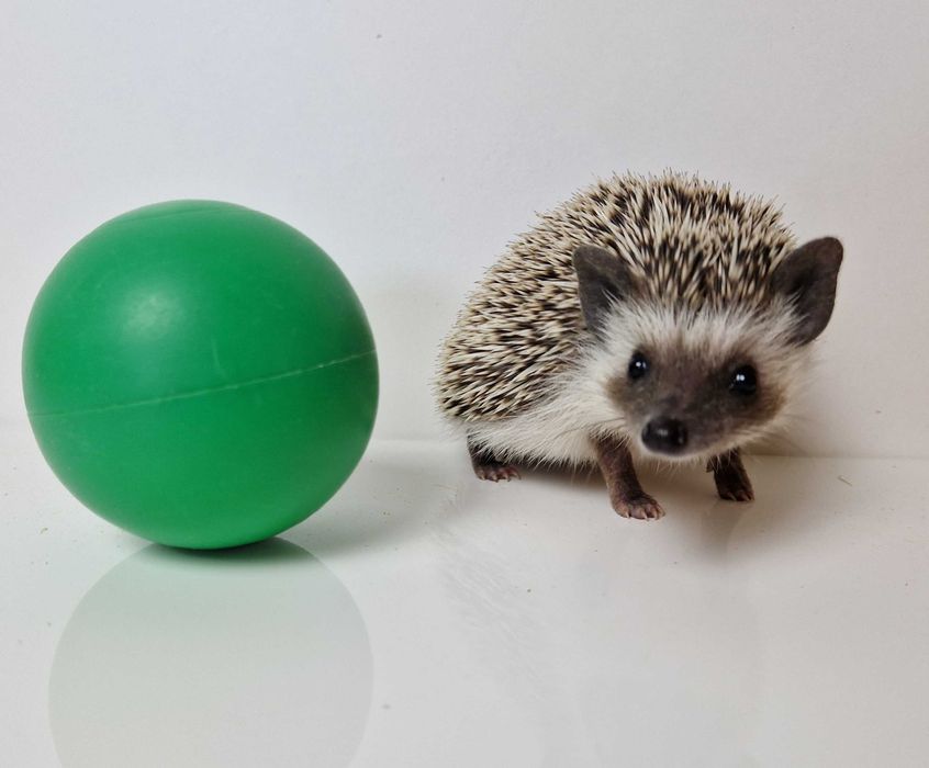 Jeż pigmejski, jeże Pigmejskie, Afrykański, Młode, Terrarium dla jeża