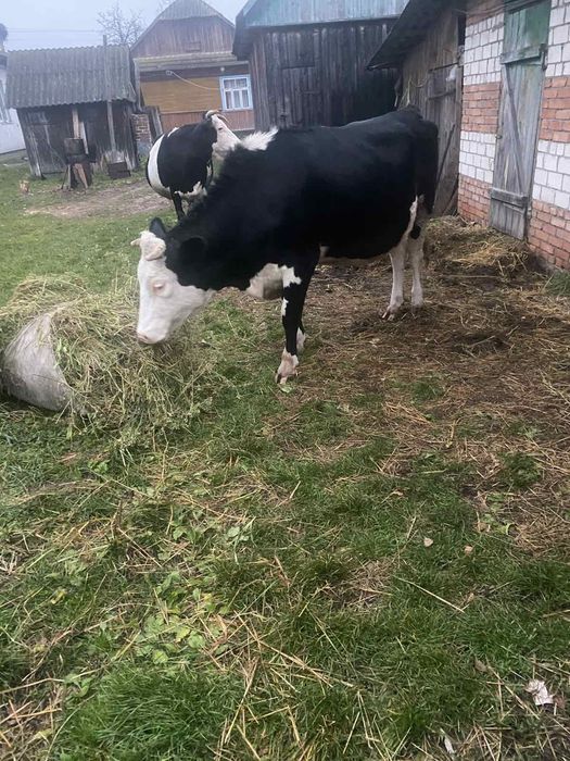 Продається яловка