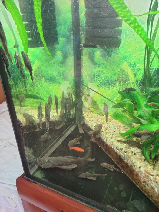 Glonojady Zbrojniki Pospolite