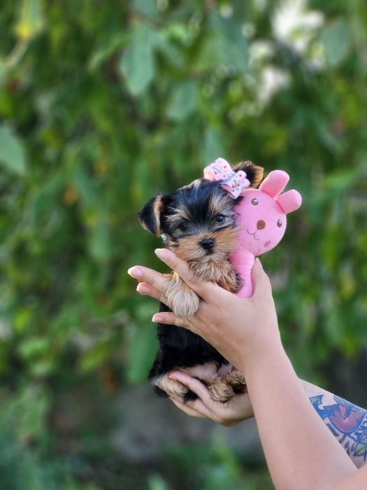 Йорки з добрим серцем. Йорк