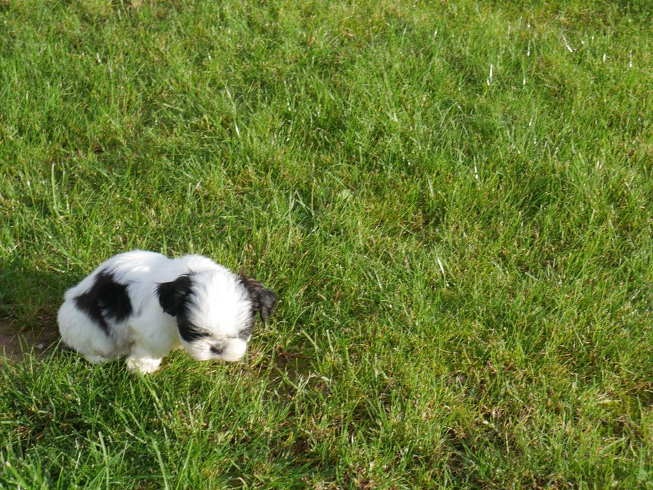 SHIH TZU - suczka