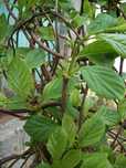 Лимонник китайский (Schisandra chinensis)