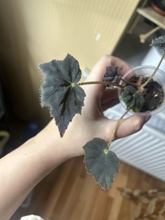 Калатея, бегонія обмін