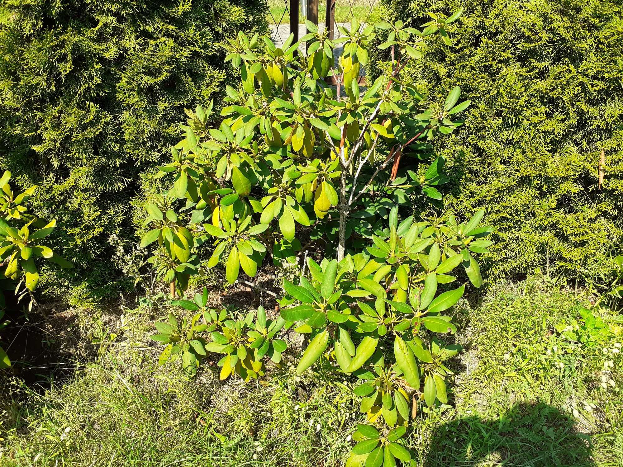 Rododendron z gruntu, czerwony i fioletowy