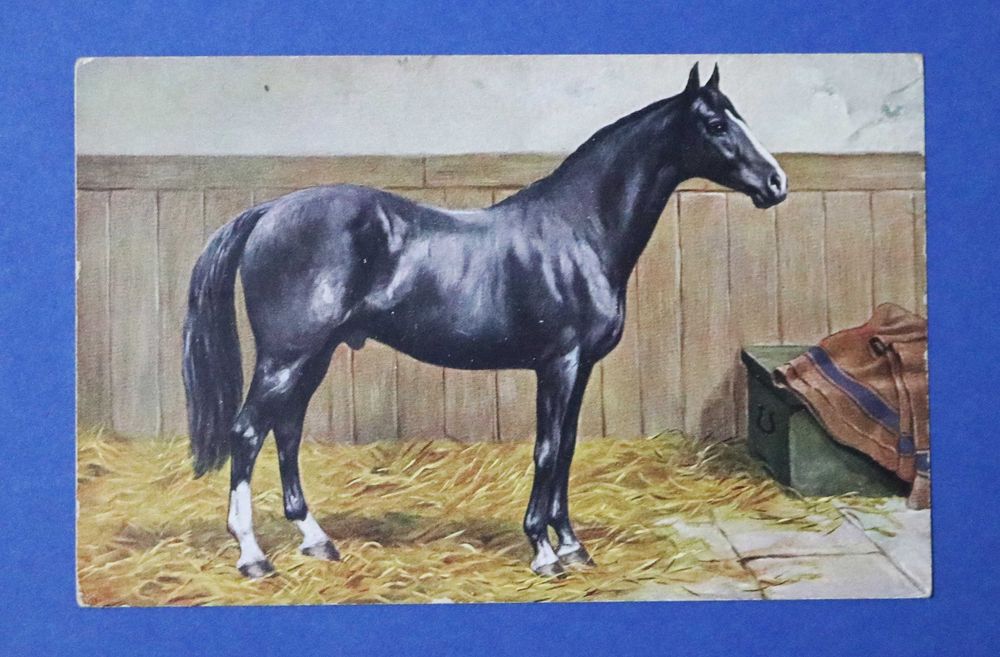 Cavalo postal ilustrado.